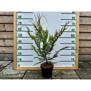 Cypruštek Lawsonov (Chamaecyparis lawsoniana)  ´STEWARTII´ - výška 60-90 cm, kont. C3L